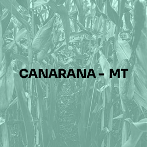 CANARANA
