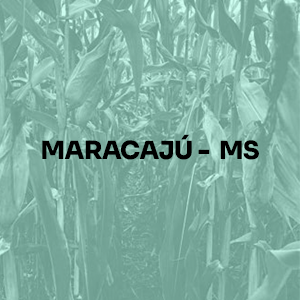 MARACAJU